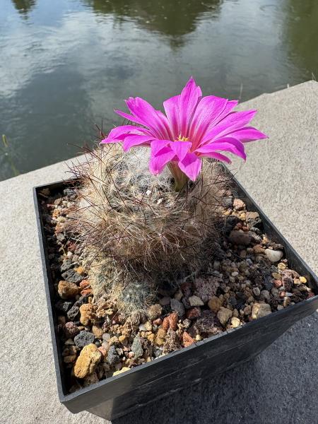 Mammillaria guelzowiana